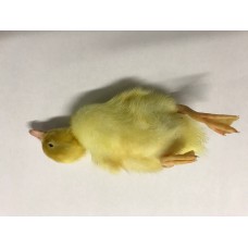 Ducklings - BAG of 10