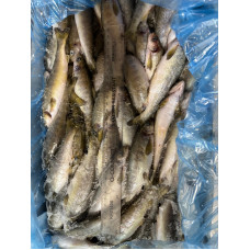 Salmon Parr LARGE (25-40gm) 5kg block