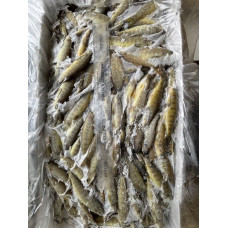 Salmon Parr SMALL (5-20gm) - 5kg block