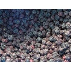 Blackberries IQF - 10kg box