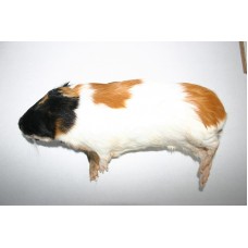 Guinea Pig Mini (+/- 150gm)