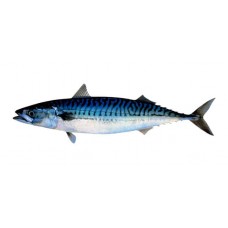 Mackerel IQF - 1kg bag