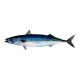 Mackerel IQF - 1kg bag