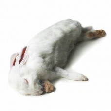 Extra-Giant Rabbits (3.5-5kg) - each