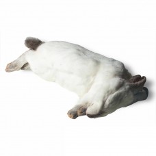 Regular Rabbit (500gm - 1kg) - each