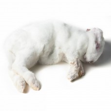 Small Rabbit (200 - 500gm) - Each