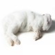Regular Rabbit (500gm - 1kg) - each