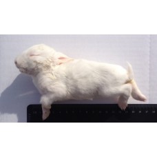 Mini Rabbit - (+/- 150gm)