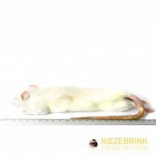 Large Rats - PACK OF 5 (250-350gm)