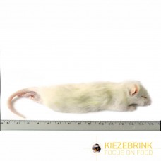 Large Weaner Rat - (60-90gm) - pack of 5