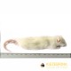 Large Weaner Rat - (60-90gm) - pack of 5