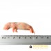 Rat Pups - pack of 25