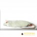 Regular Rats - (150-250gm) - Pack of 5