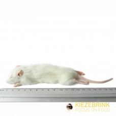 Small Weaner Rat - (20-60gm) - pack of 5