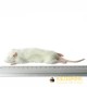 Small Weaner Rat - (20-60gm) - pack of 5
