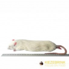 Jumbo Rat (+350gm) - pack of 5