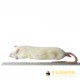 Jumbo Rat (+350gm) - pack of 5