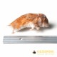 Hamster(Syrian) Large (50-170gm) -1kg pack
