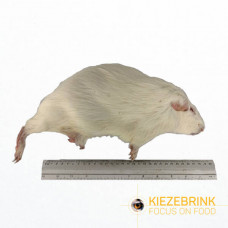 Guinea Pig Large - (600-900gm) - each