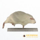 Guinea Pig Large - (600-900gm) - each