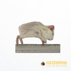 Guinea Pig Small - (<300gm) - each