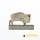 Guinea Pig Small - (<300gm) - each