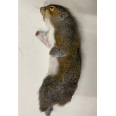 Squirrel - each