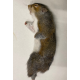 Squirrel - each