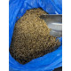 Black Soldier Fly Larvae IQF - 10kg Box
