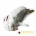 Rabbits BOX - S (7-11 x 0.8 -1.3kg rabbits per box)