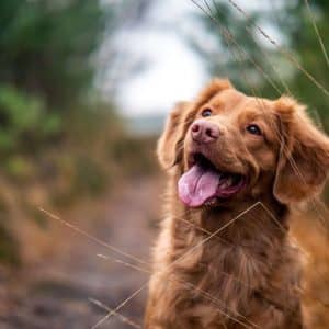 Can Diet Affect a Dog’s Behaviour?