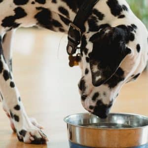 What Type of Water is Best for Dogs?