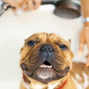A Guide to Bathing Your Dog in Winter 
