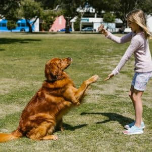 Which Dog Breeds Are Good With Children?