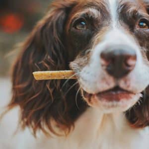 How to Make Healthy Homemade Dog Treats
