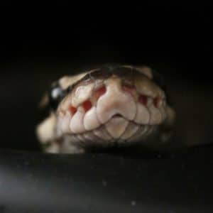 What Can You Feed Snakes Besides Mice?